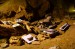 konepruske-jeskyne-kosterni-nalezy_520